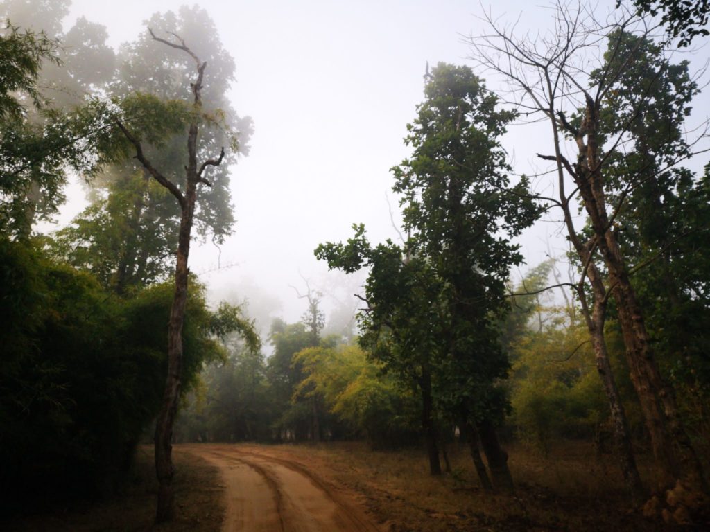 Discover Bandhavgarh National Park