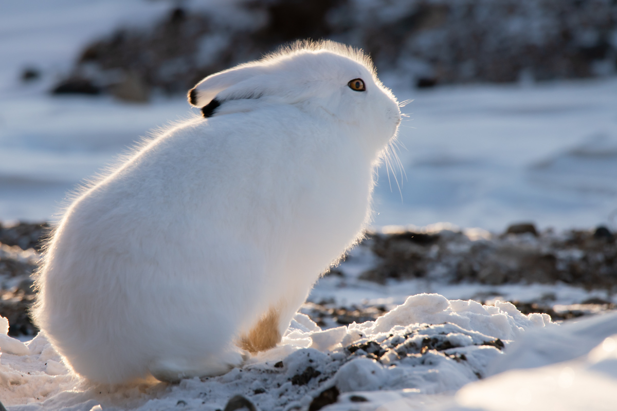 Lovely Tundra Animals The Canadian Animal Arctic Life Travel Your Way