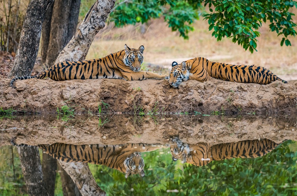 Discover Bandhavgarh National Park - Travel your way