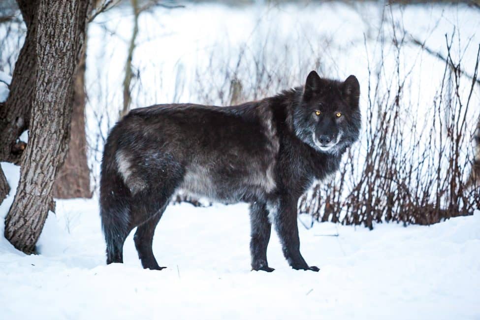 Yamnuska Wolf Canine Sanctuary