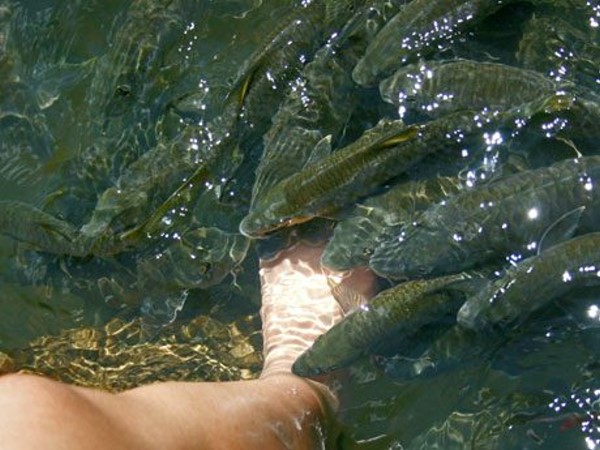 Fish massage in sabah
