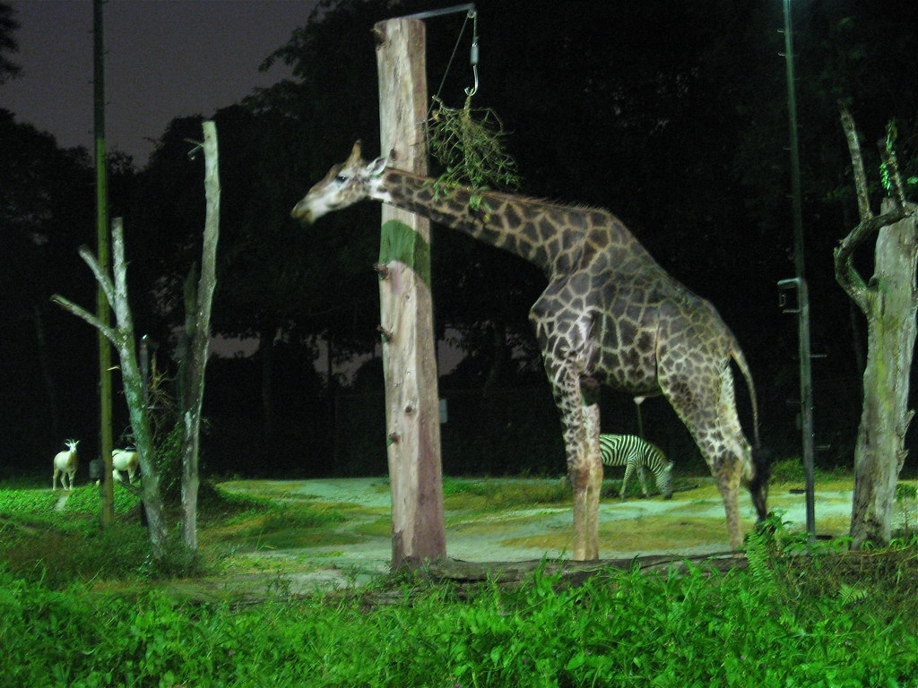 Giraffe at Night