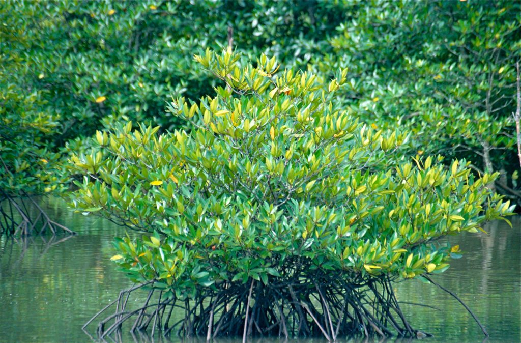 Mangrove Space sabah
