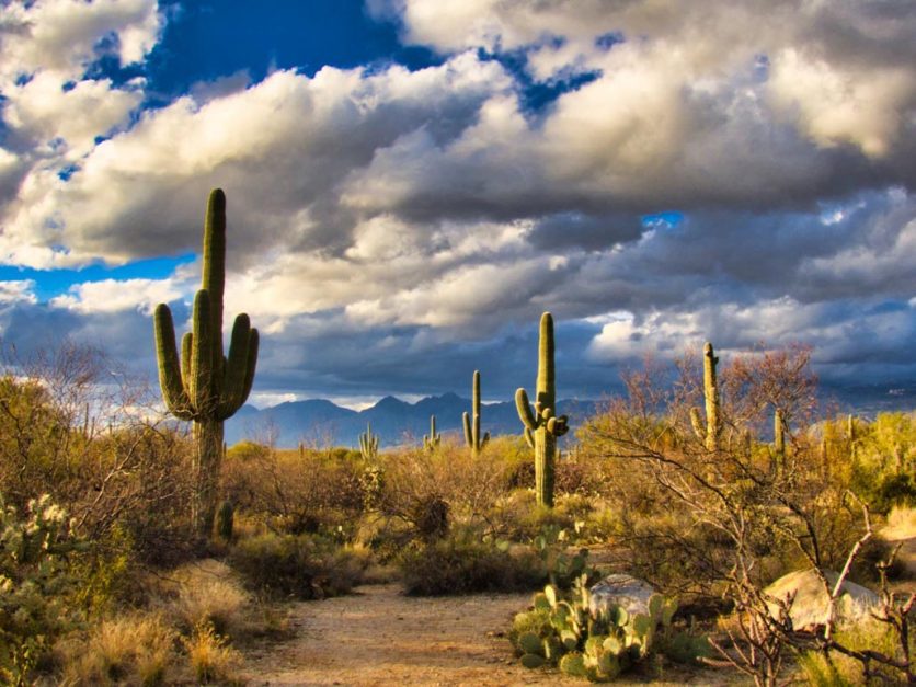 Saguaro Nationwide Park to Phoenix