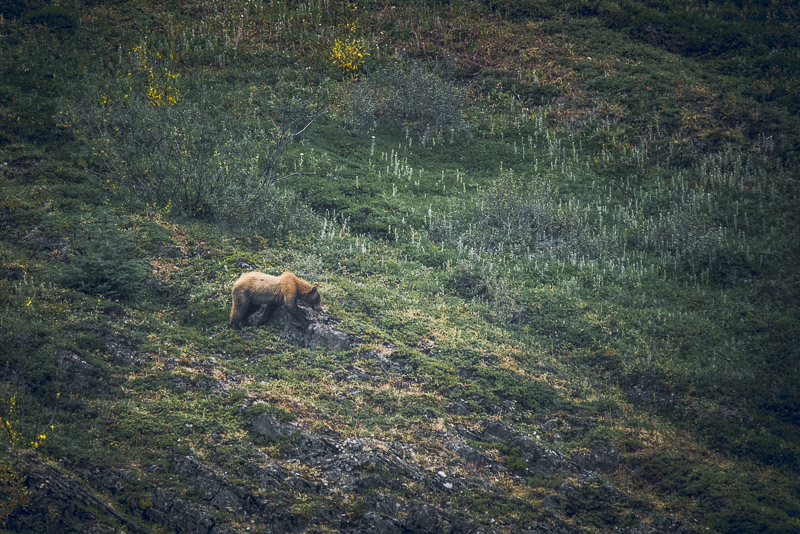 Things to do in Alaska Wildlife brown bear