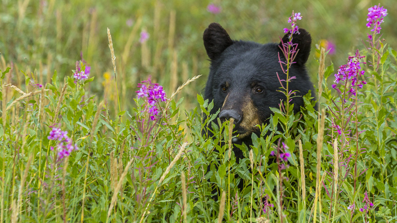 Things to do in Alaska black bear.jpg