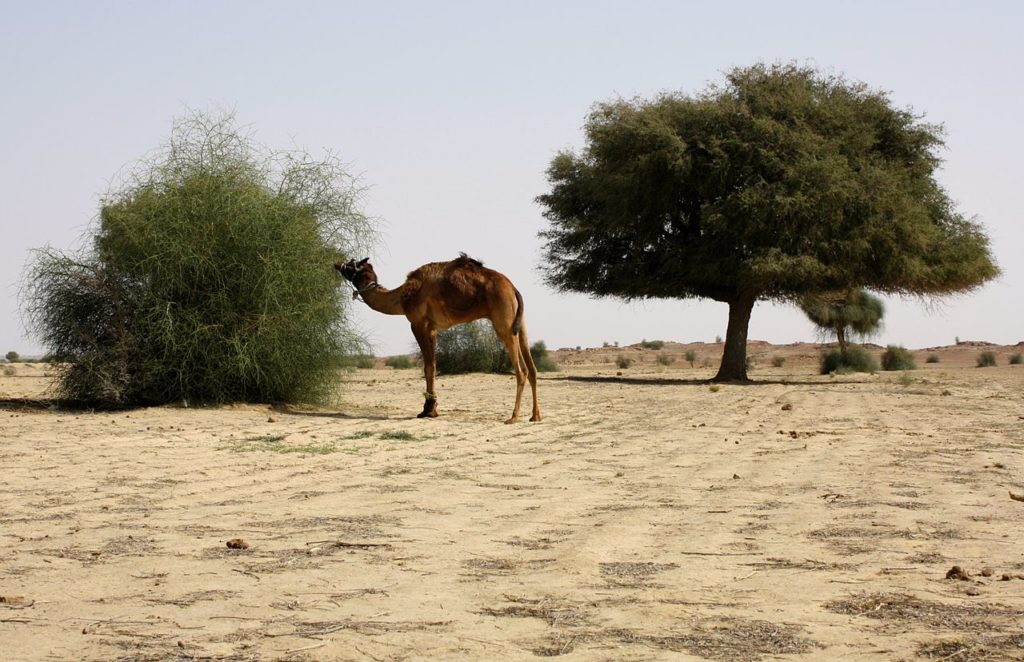 Camel Trip in Thar