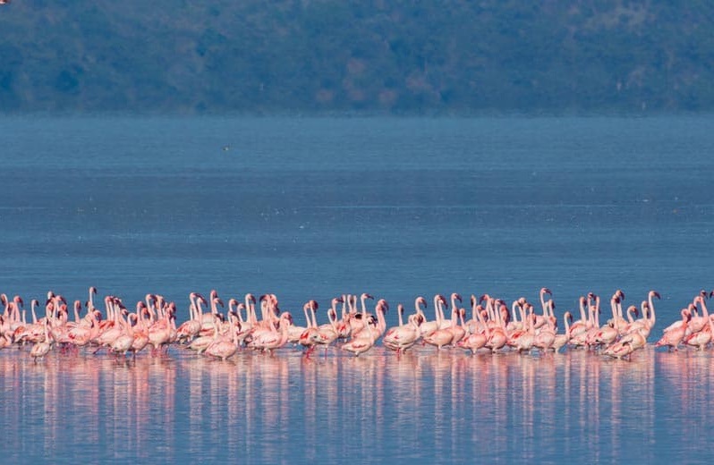 Lake Nakuru – Kenya