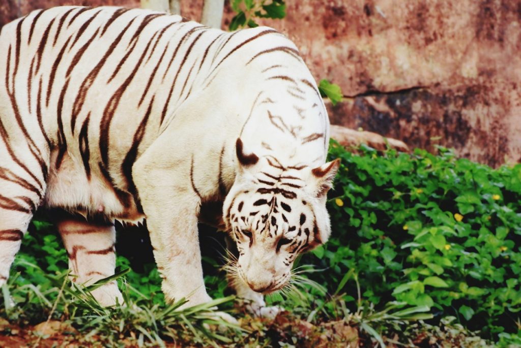 Vizag Zoo Visakhapatnam