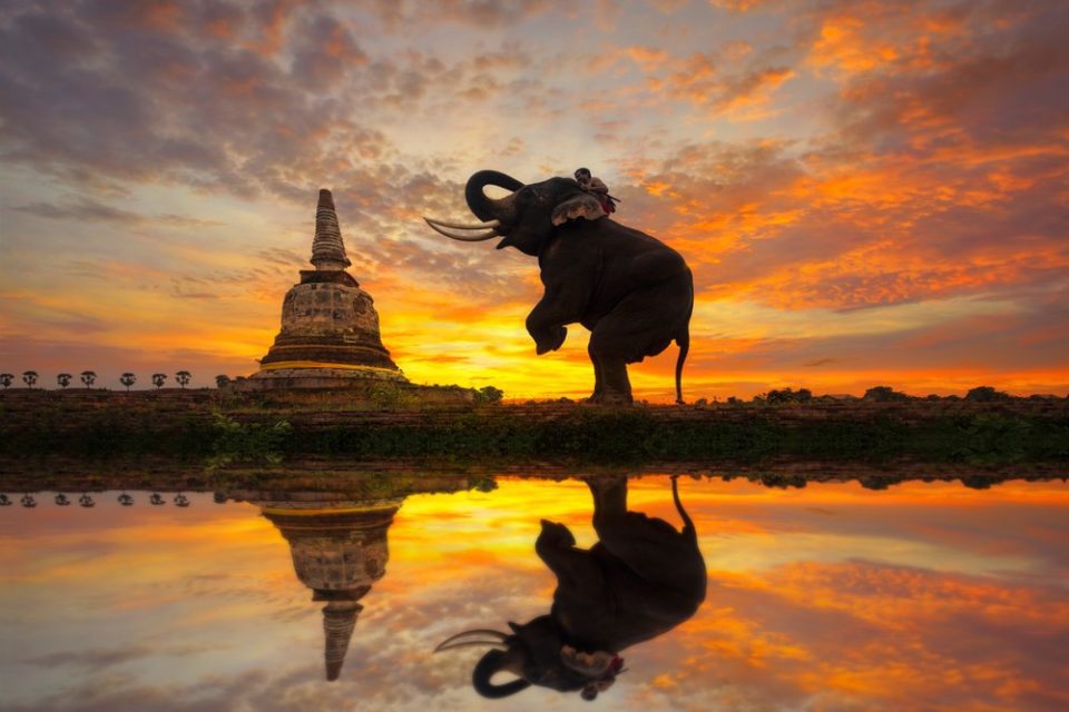 Vacation planner in Thailand-elephant