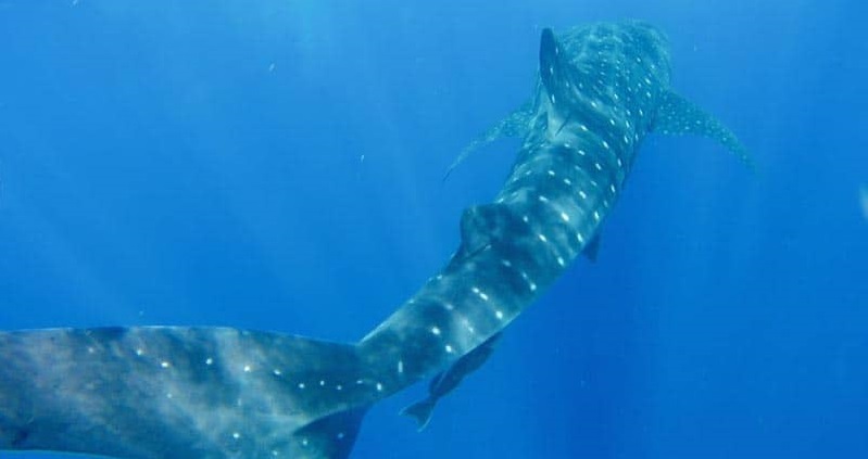 animal-encounters-around-the-world-wehale-sharks