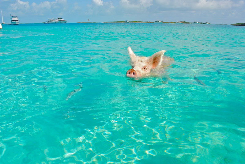 exuma cays swimming pigs