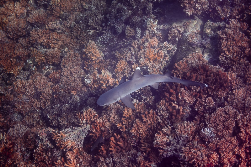 Panama-Canal-Cruise-white-tipped-reef-shark