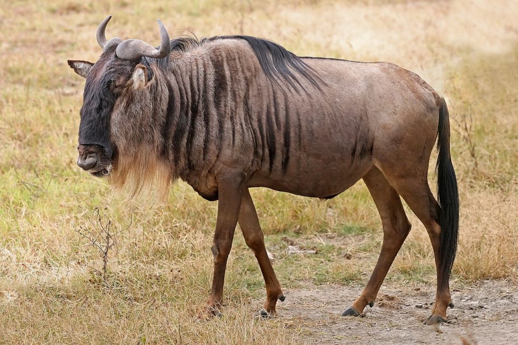 Wildebeest, Ngorongoro