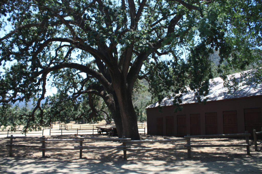the Witness Tree at Paramount Ranch