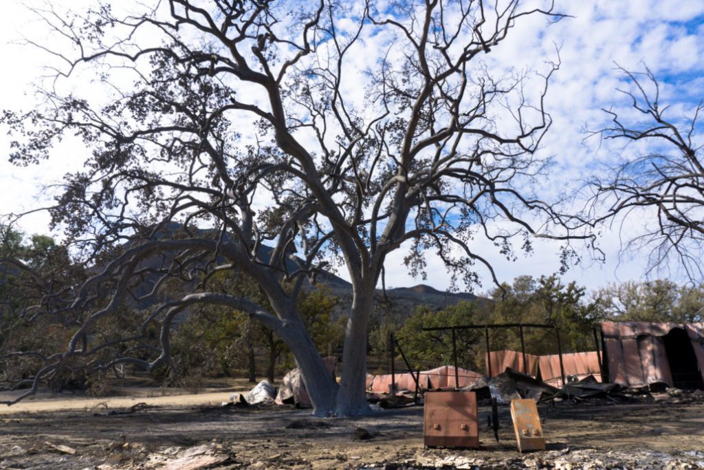 the Witness Tree at Paramount Ranch1