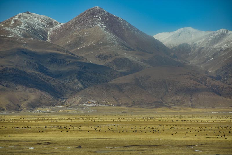 Yaks grazing on the Tibetan Plateau as seen from the train.