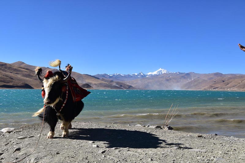 yak at yamdrok lake | visit tibet
