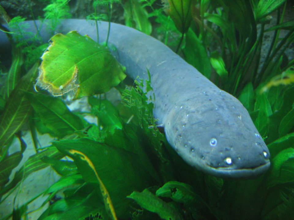 Interesting facts about electric eels