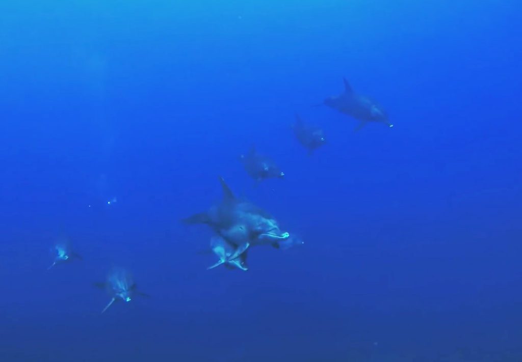 Ogasawara islands dolphin