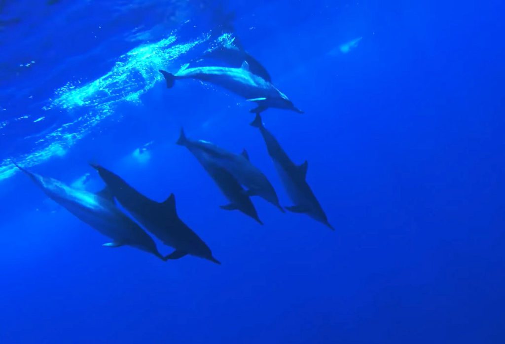 Ogasawara islands dophin