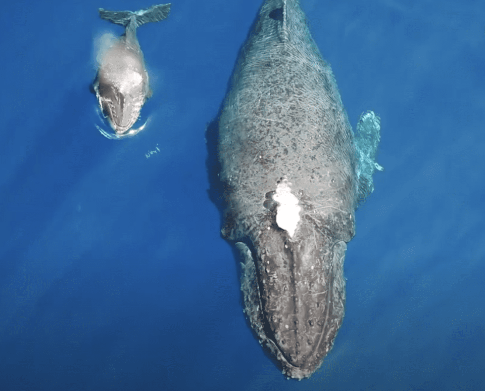 swim-with-a-humpback-family