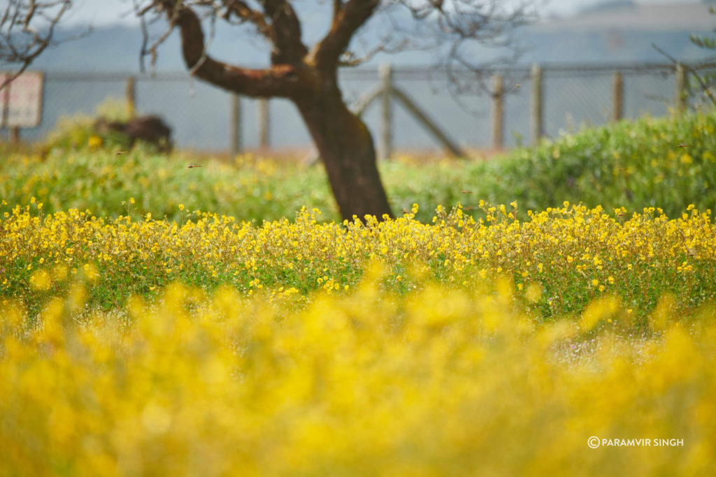 Meadow of Yellow Flowers at Kas Pathar