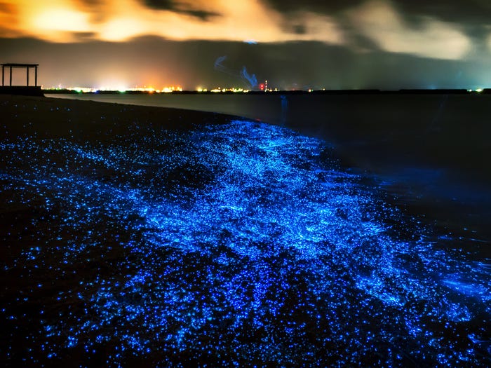 Bioluminescent beach Maldives