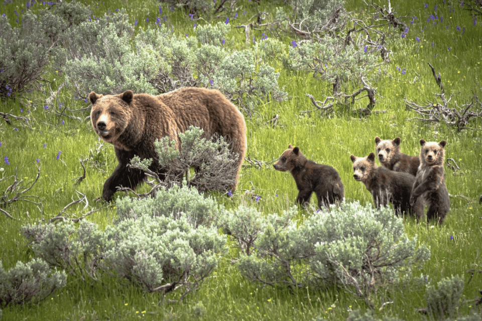 Grizzly Family Bear