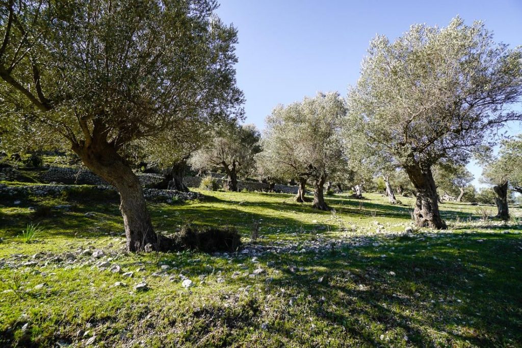 Olive grove, Orient, Mallorca