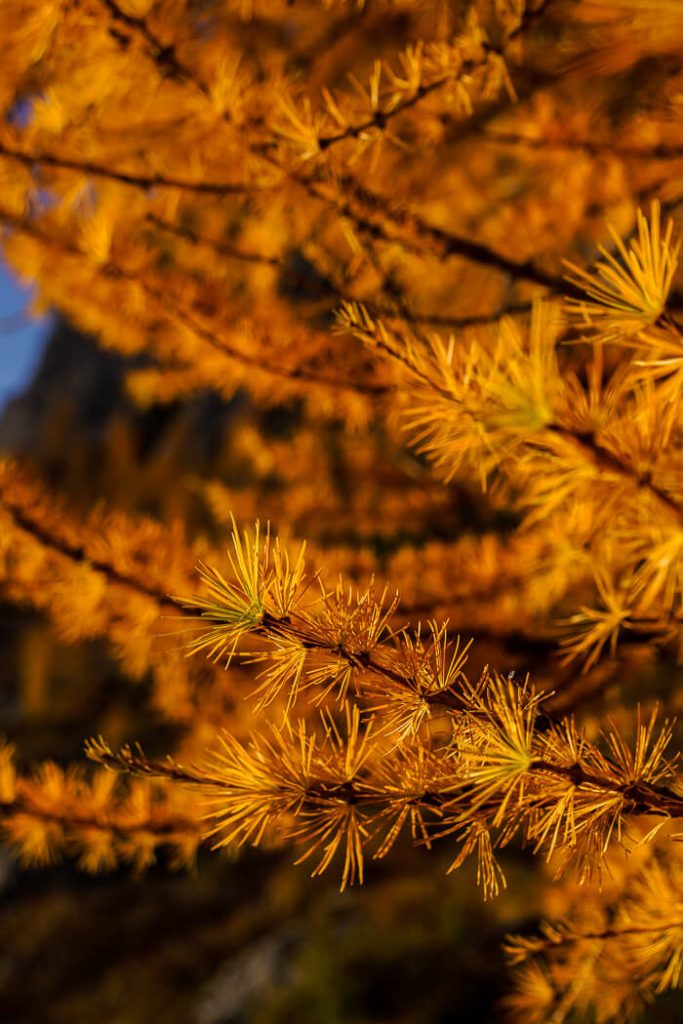 Larch in late October, Dolomites