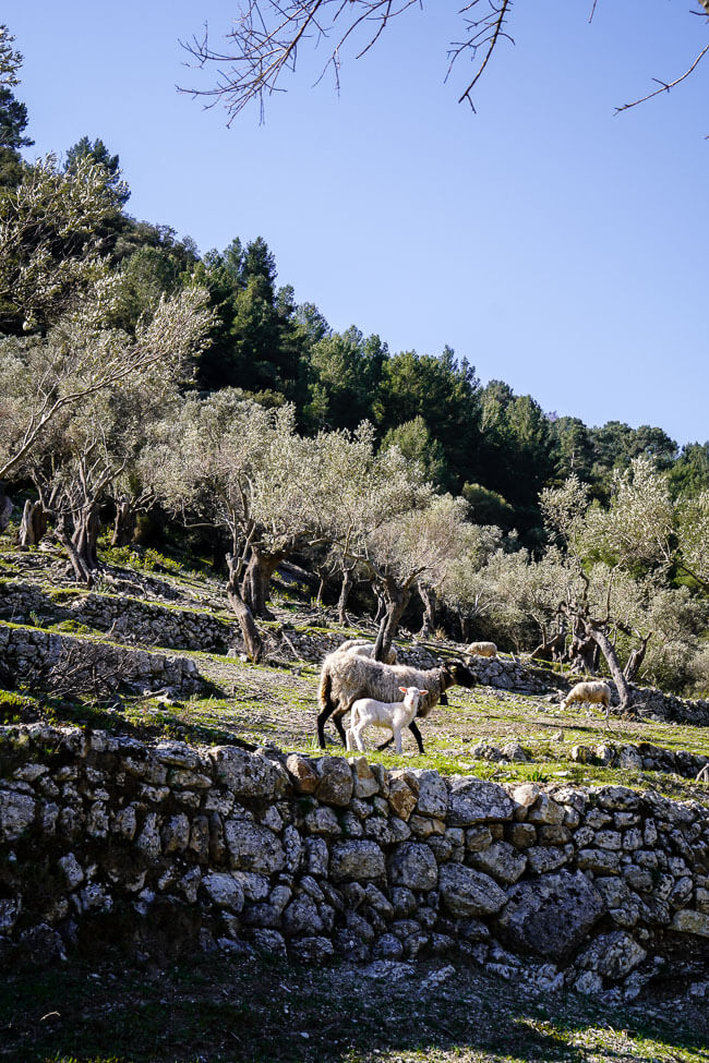 Olive Grove and Sheep, Mallorca