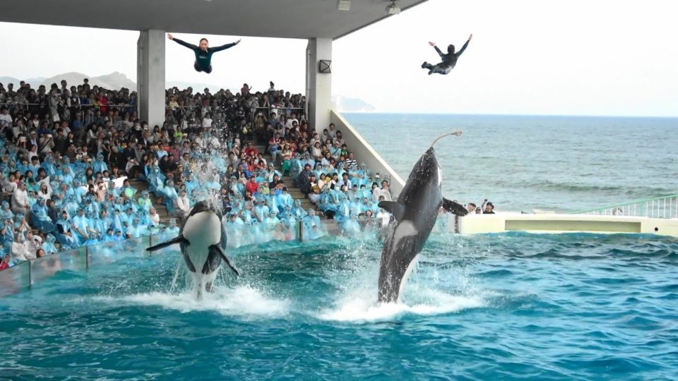 Japan dolphin