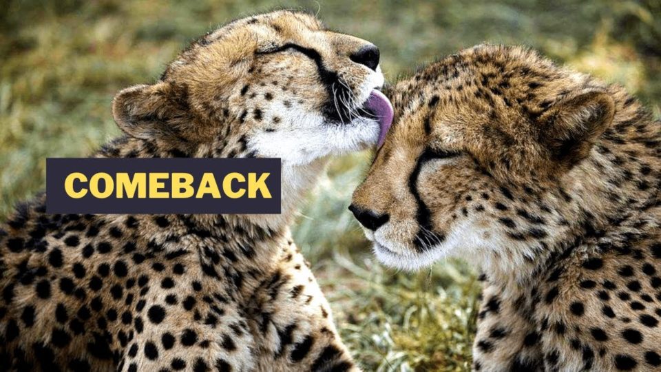 Cheetah come back