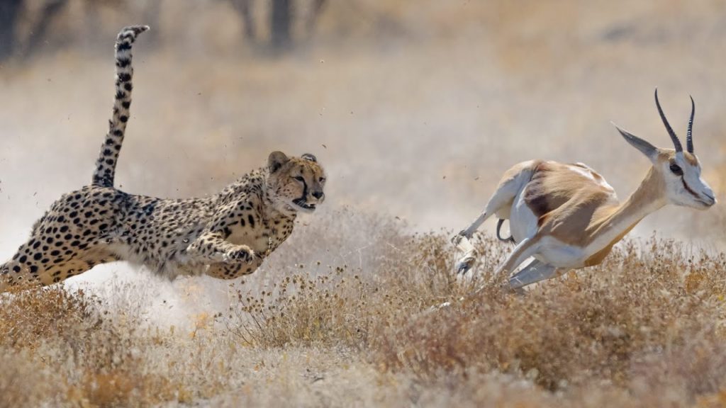 Cheetahs all set to return to India