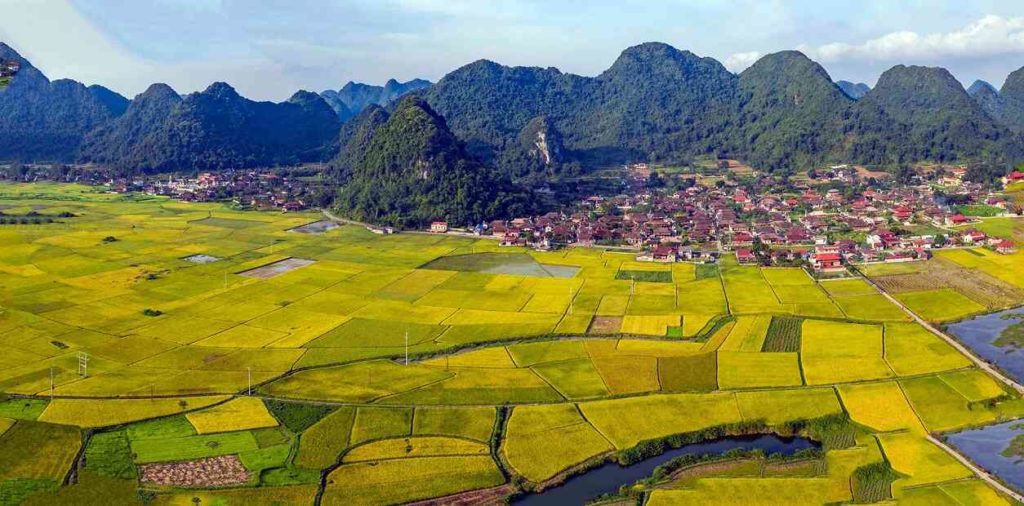 vietnam paddy fields