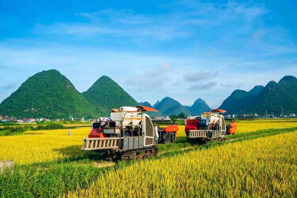 vietnam paddy fields
