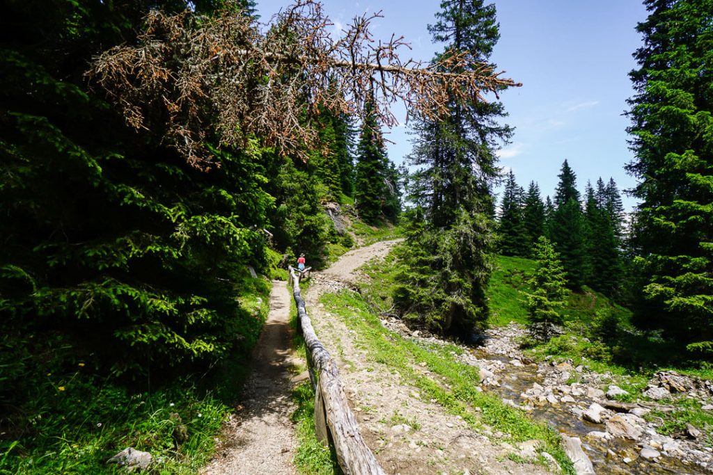 Spiegelwald, Alpe di Siusi, Dolomites