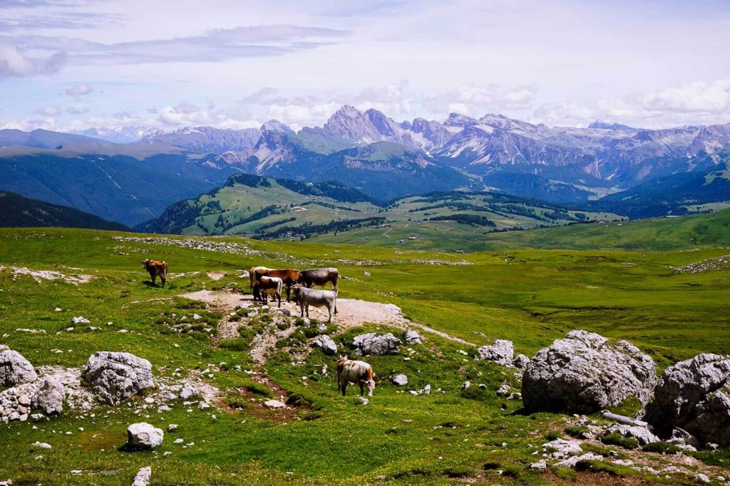 Sciliar/Schlern Plateau, Dolomites