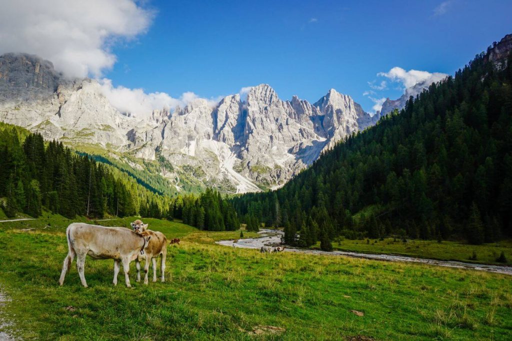 Val Venegia mountain pasture, Pale di San Martino, Italian Dolomites