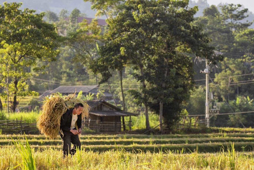 harvest in sapa vietnam
