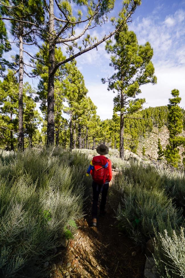 Pico de las Nieves forest, Gran Canaria