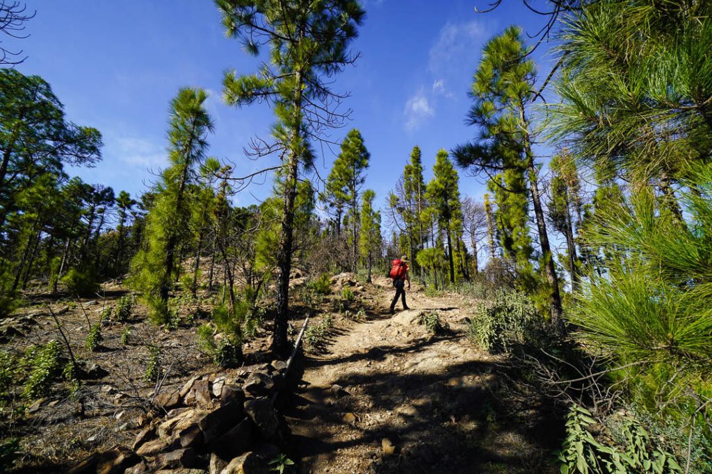 Tamadaba Pine Forest, Gran Canaria