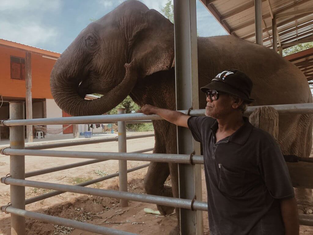 elephant sanctuary in Surin Thailand