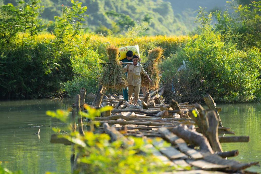 Rice fields on the Vietnam-China border