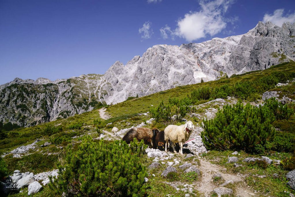 Sheep along the Erichhütte to Taghaube Hiking Trail, Salzburg, Austria