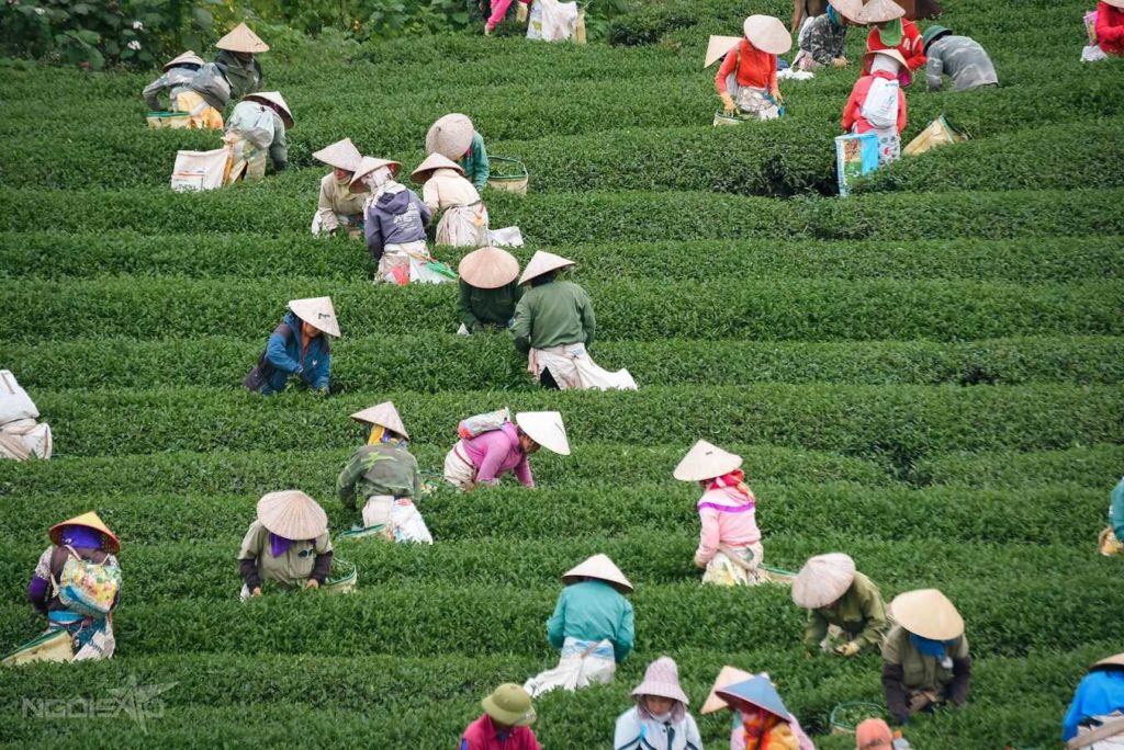 Vietnam’s largest tea plantation