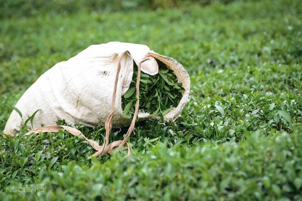 Vietnam’s largest tea plantation