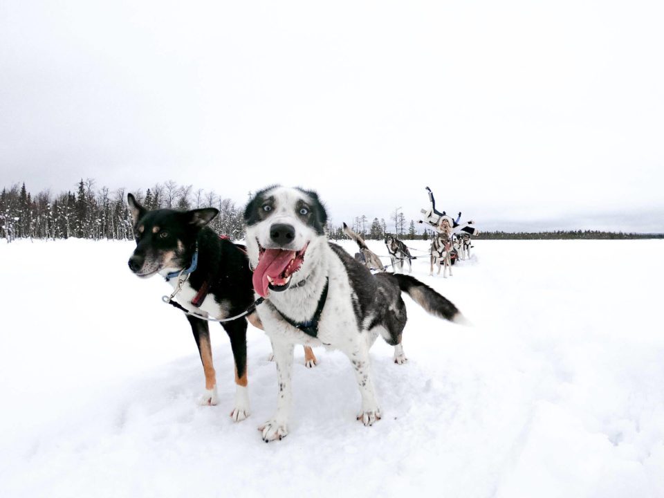 Rummelig voksenalderen tiltrækkende Best things to do in winter in Levi Lapland, Finland - Travel your way