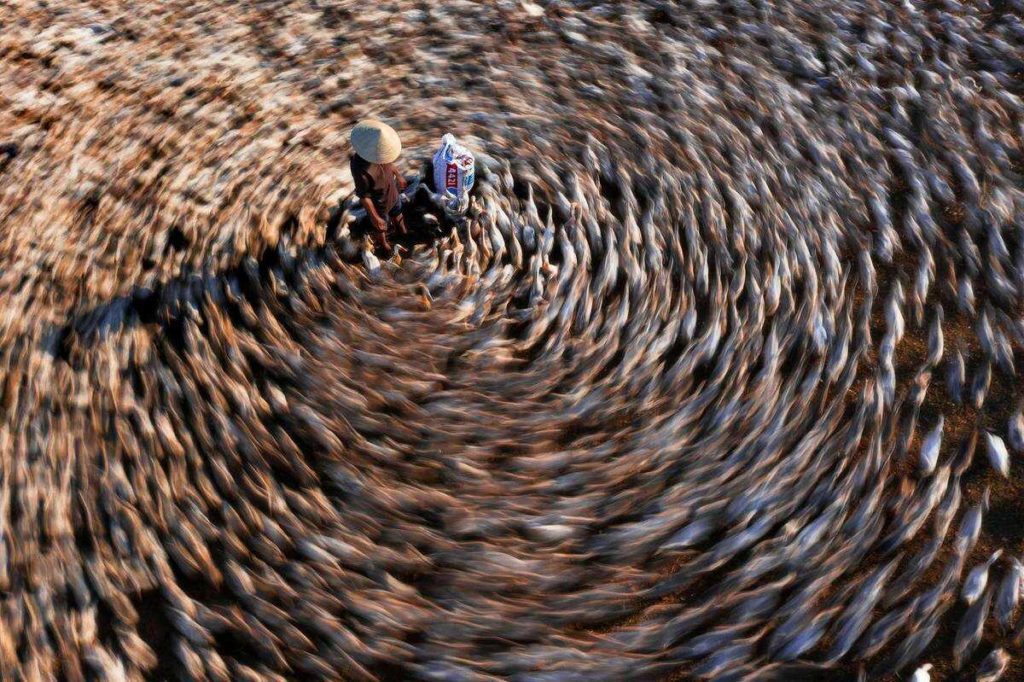 nature and life in vietnam